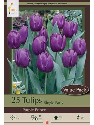 Tulip Purple Prince 16 PK