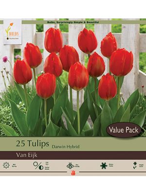 Tulip Van Eijk 16PK