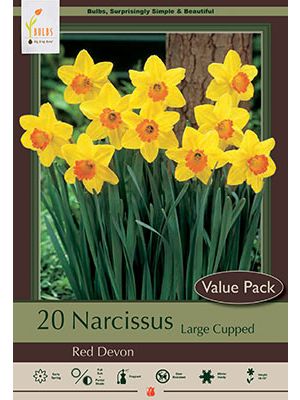 Narcissus Red Devon 16PK