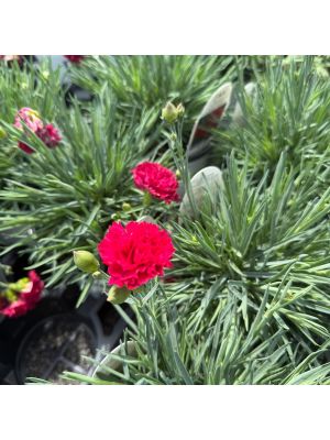 Dianthus Fruit Punch Cranberry Cocktail