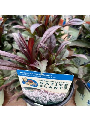 Beardtongue Husker Red