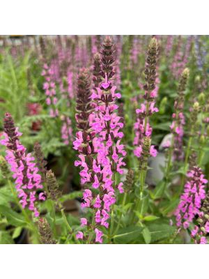 Salvia Pink Profusion
