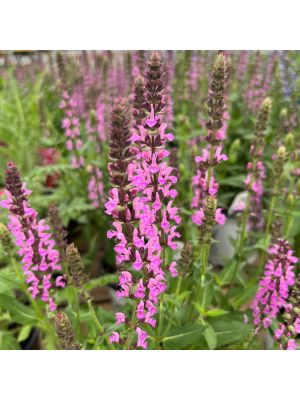 Salvia Pink Profusion