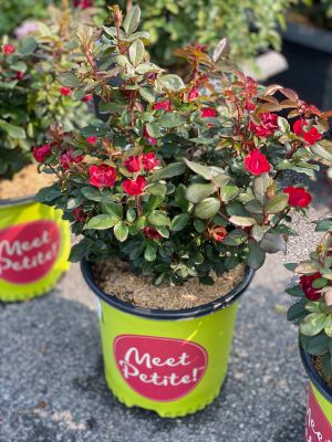 Rose Knockout Petite