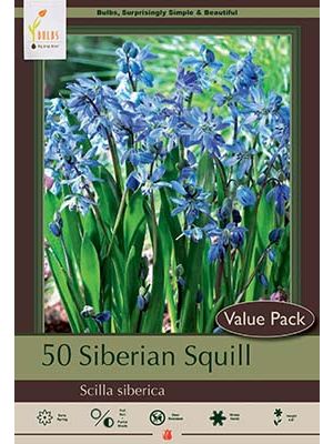 Scilla Siberian 40PK
