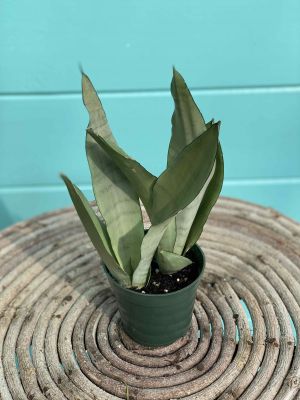 Philodendron Moonlight 4