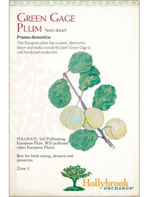 Plum Green Gage European Semi-dwarf