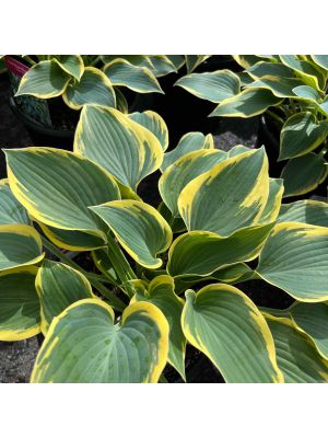 Hosta First Frost