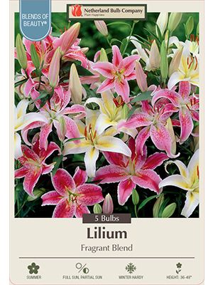 Lilium Oriental Fragrant 5pk