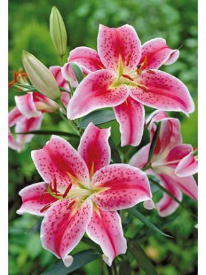 Lilium Oriental Stargazer 6pk
