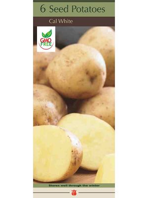 Potato Cal White 6PK