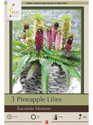 Eucomis Mixture 3PK