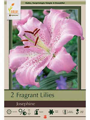 Lily Oriental Josephine 2PK