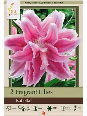 Lily Oriental Isabella 2PK