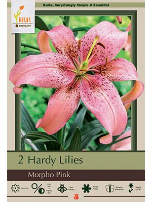 Lily Asiatic Morpho Pink 2PK