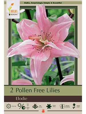 Lily Asiatic Double Elodie 2PK
