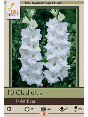 Gladiolus Polar Bear 10PK