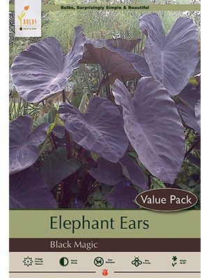 Colocasia Black Magic 1PK