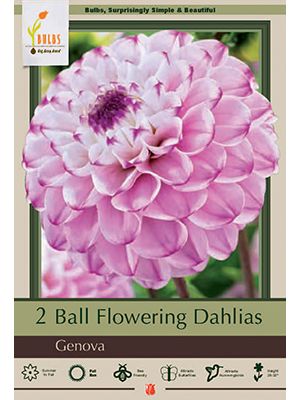 Dahlia Ball Genova 2PK
