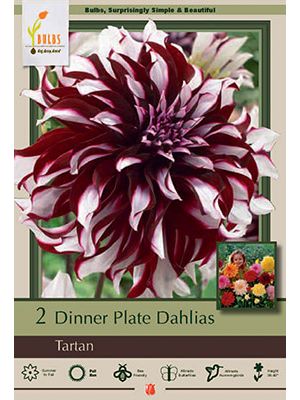 Dahlia Dinner Plate Tartan 2PK