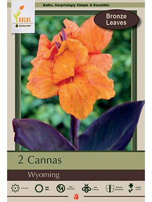 Canna Wyoming 2PK