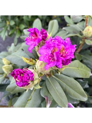 Rhododendron Dandy Man Purple