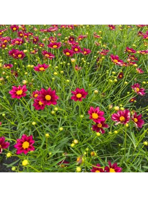 Coreopsis Big Bang Mercury Rising
