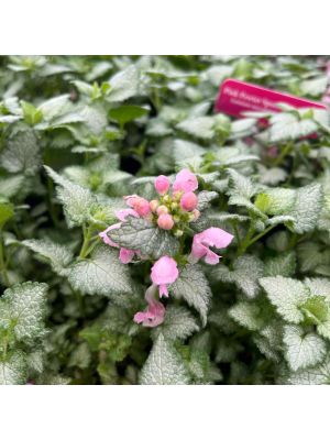 Dead Nettle Spotted Pink Pewter