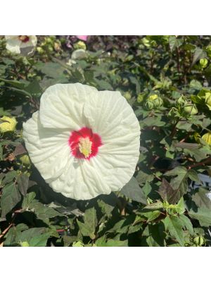 Hibiscus Hardy Summerific French Vanilla