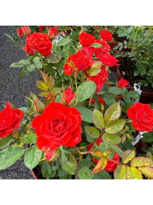 Rose Mini Autumn Sunblaze