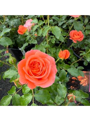 Rose Floribunda Mango Veranda