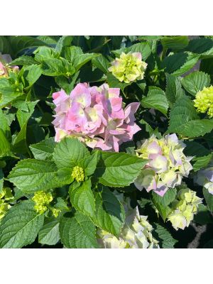 Hydrangea Froggie