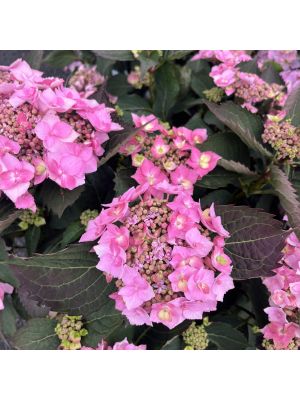 Hydrangea Let's Dance Can Do!