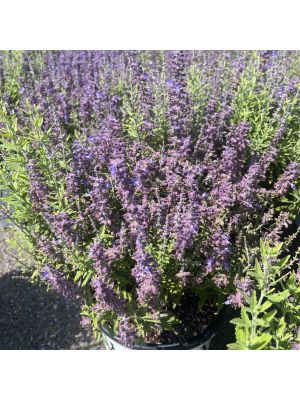 Russian Sage Sage Advice