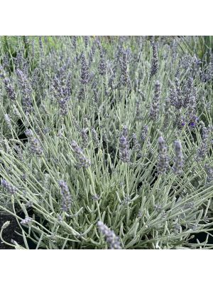 Lavender Silver Mist