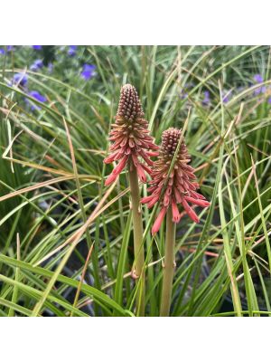 Red Hot Poker Poco Red