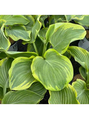 Hosta Shadowland Wu-La-La