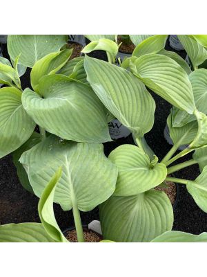 Hosta Shadowland Empress Wu