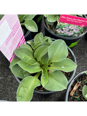 Hosta Blue Mouse Ears