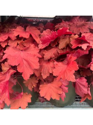 Coral Bells Magma