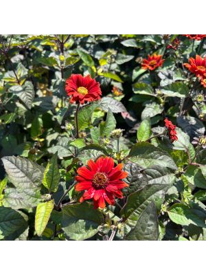 Heliopsis Bleeding Heart