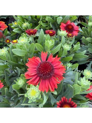 Blanket Flower Spintop Red