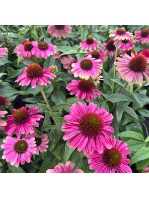 Coneflower Sweet Sandia