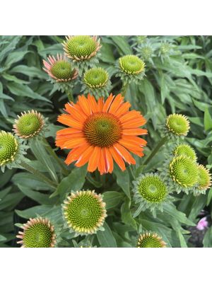 Coneflower Prima Saffron