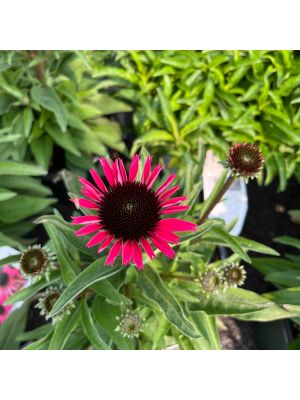 Coneflower Dark Shadows Wicked