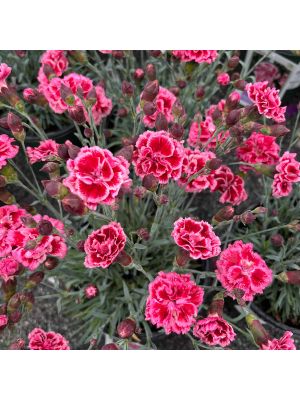 Dianthus Scent First Sugar Plum