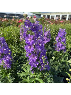 Delphinium Delgenius Breezin'