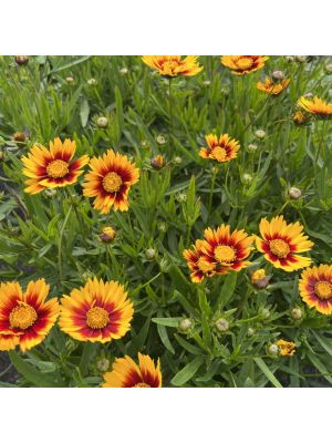 Coreopsis Lil' Bang Daybreak