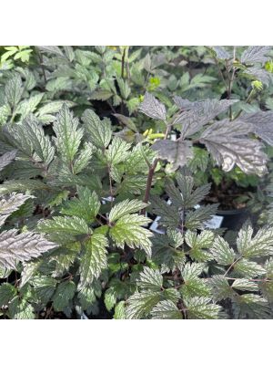 Bugbane Queen of Sheba