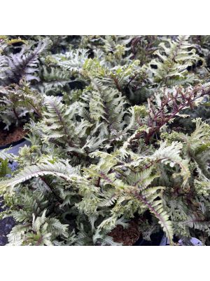 Fern Japanese Painted Crested Surf